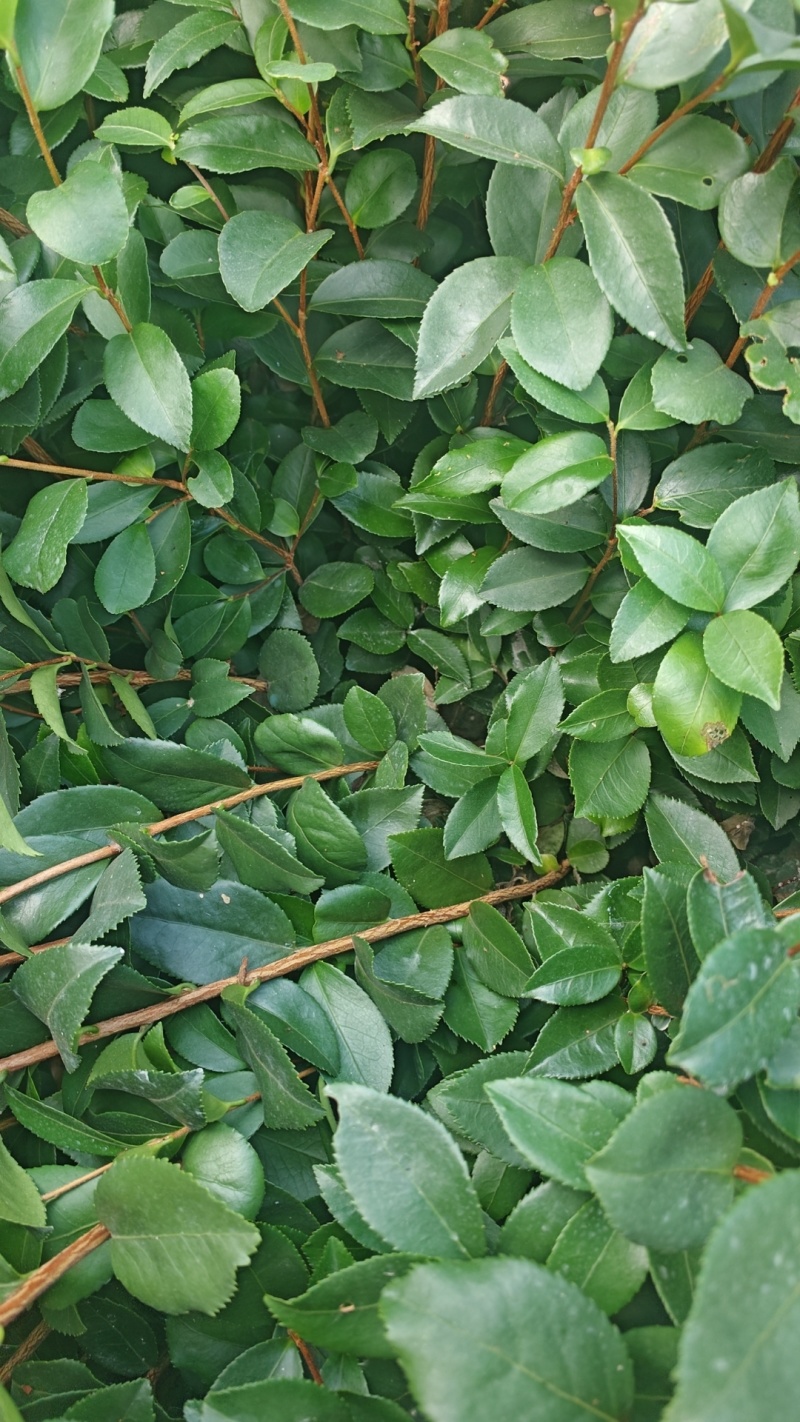 长林系列油茶苗大显有货，苗子漂亮一手货源，苗厂直供。