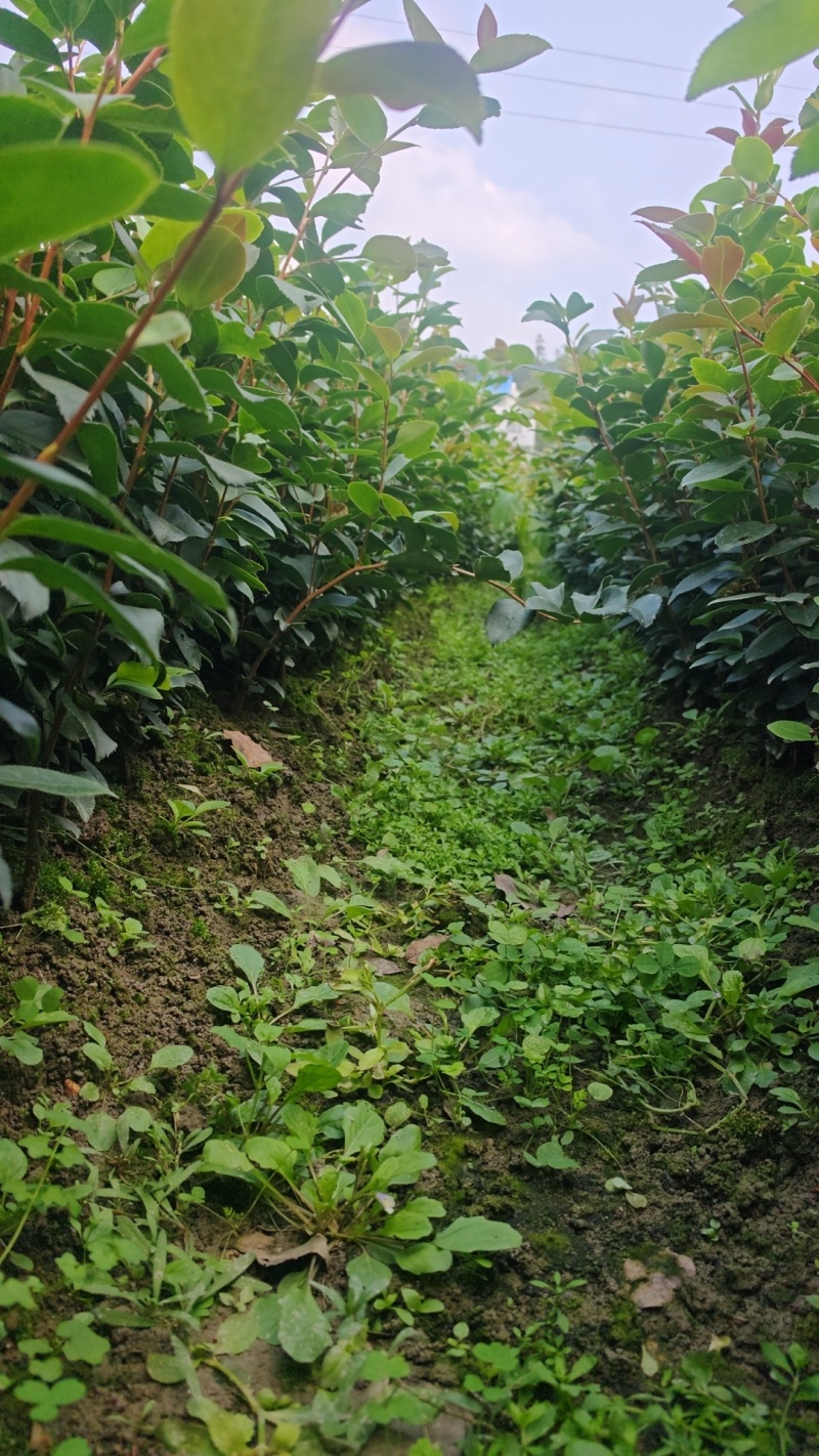 长林系列油茶苗大显有货，苗子漂亮一手货源，苗厂直供。