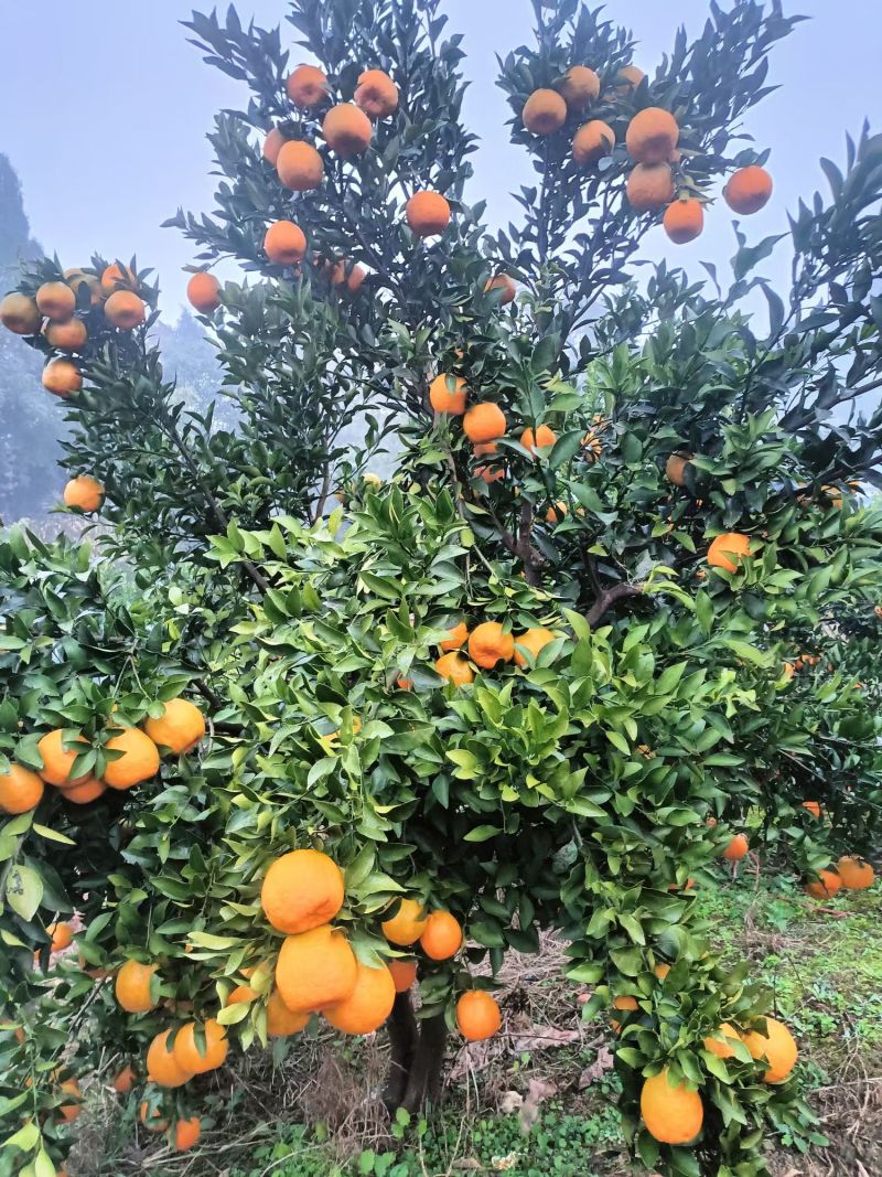 云南冰糖橙个大皮薄口感甜电商货市场货产地发货