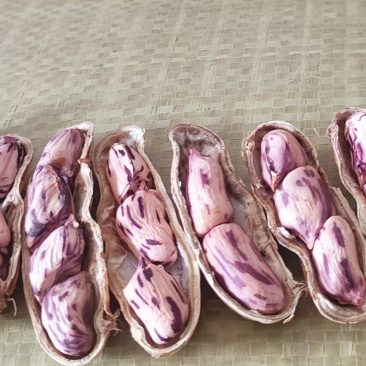 精品带壳七彩花生，孟连现货，经过风选色选