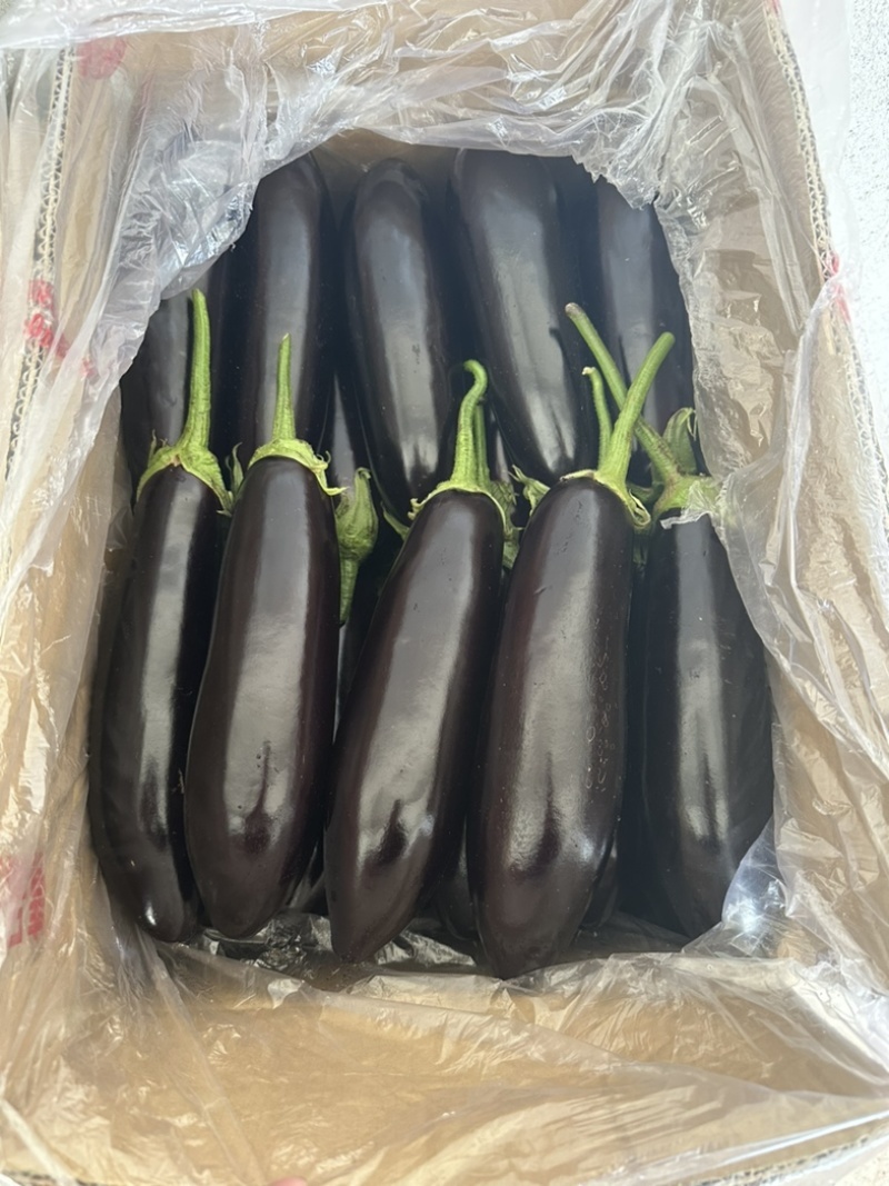 茄子，品质非常好，肉质发白无籽，诚信为本，代打全国