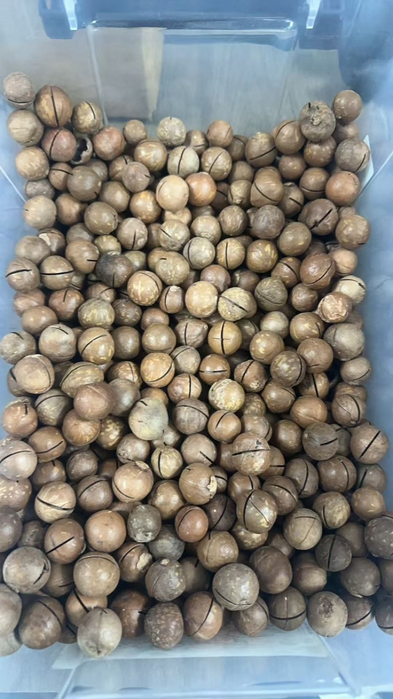 奶香夏威夷果，大颗粒，厂家直发，可批发代发