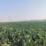 花菜基地大面积露天种植大棚种植欢迎咨询洽谈