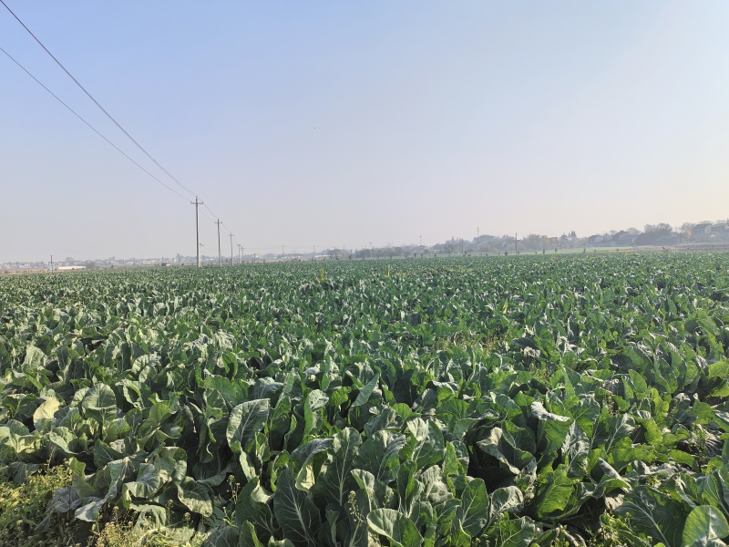 花菜基地大面积露天种植大棚种植欢迎咨询洽谈