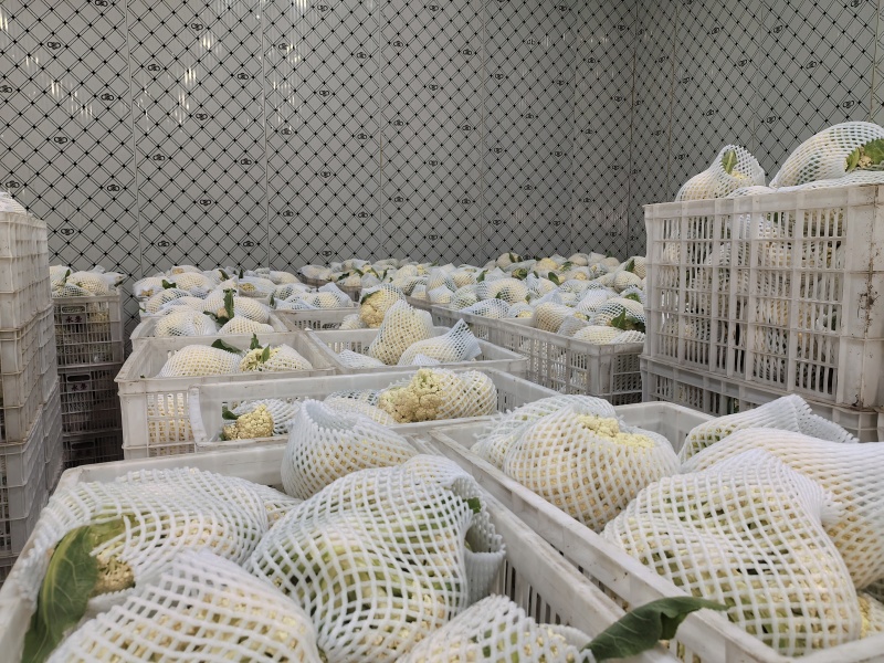 花菜基地大面积露天种植大棚种植欢迎咨询洽谈