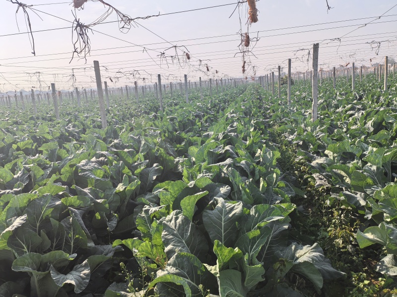 花菜基地大面积露天种植大棚种植欢迎咨询洽谈
