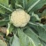花菜基地大面积露天种植大棚种植欢迎咨询洽谈