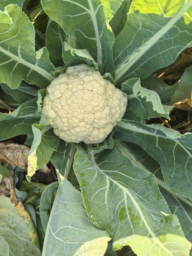 花菜基地大面积露天种植大棚种植欢迎咨询洽谈