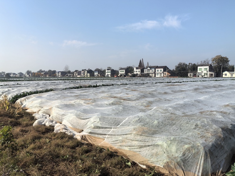 花菜基地大面积露天种植大棚种植欢迎咨询洽谈