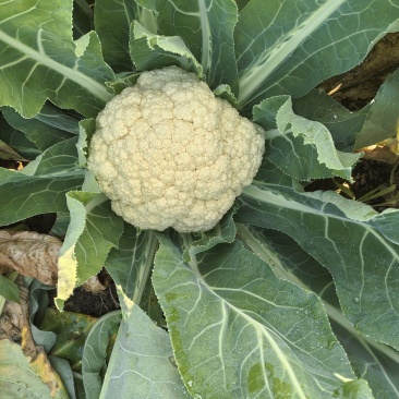 花菜基地大面积露天种植大棚种植欢迎咨询洽谈
