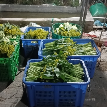 广东迟菜心