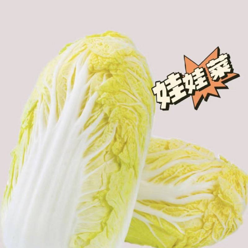 [推荐]精品娃娃菜，货源充足，量大从优，支持视频看货。
