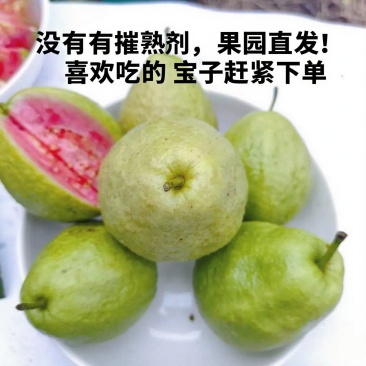 大宗批发芭乐当季鲜果，带箱50斤起批。1000斤