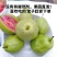 大宗批发芭乐当季鲜果，带箱50斤起批。1000斤
