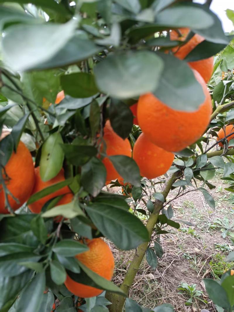 场地直供宜昌纽荷尔脐橙