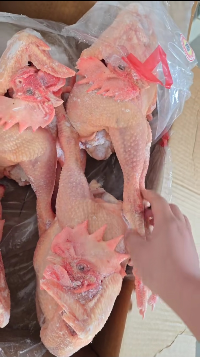 大量供应源头工厂直销西装鸡白条鸡三黄鸡