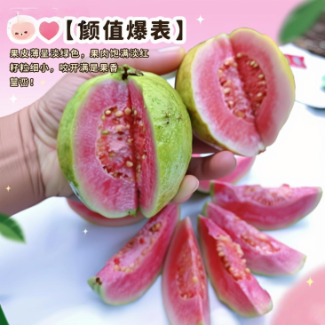 大宗批发芭乐当季鲜果，带箱50斤起批。1000斤
