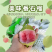 大宗批发芭乐当季鲜果，带箱50斤起批。1000斤
