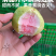 大宗批发芭乐当季鲜果，带箱50斤起批。1000斤