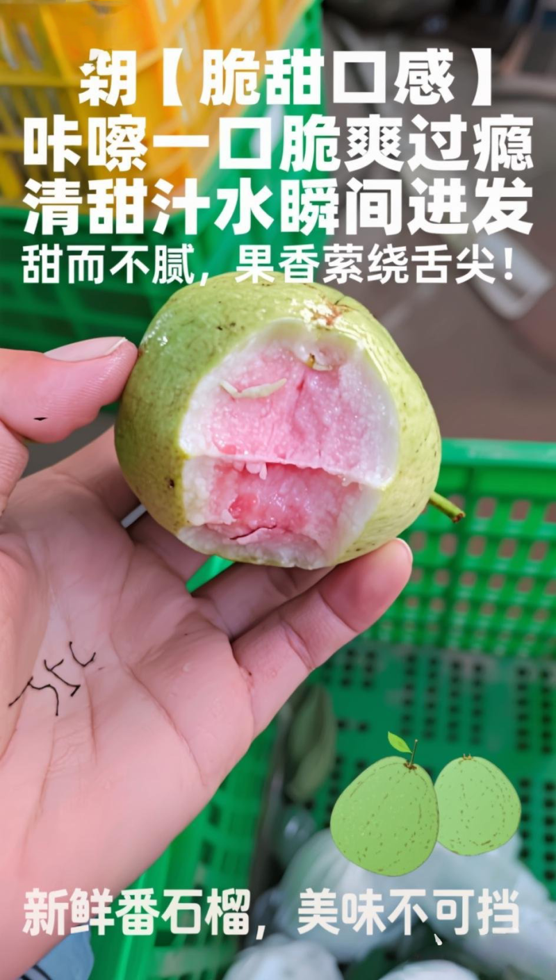 大宗批发芭乐当季鲜果，带箱50斤起批。1000斤