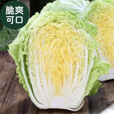 【推荐】江苏东台黄心大白菜，基地直销，量大从优。