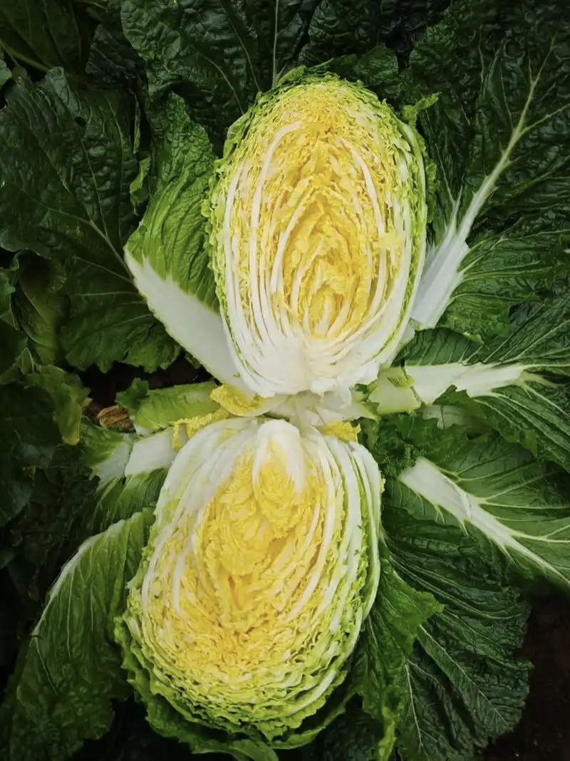 【极力推荐】精品黄心白菜，新鲜采摘，产地直发，物美价廉。