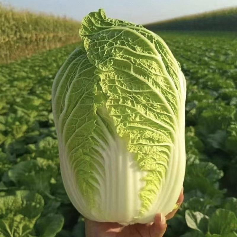 【极力推荐】精品黄心白菜，新鲜采摘，产地直发，物美价廉。