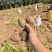 毛芋头产地，牛奶芋头直发全国接【电商、团购、市场、出口】