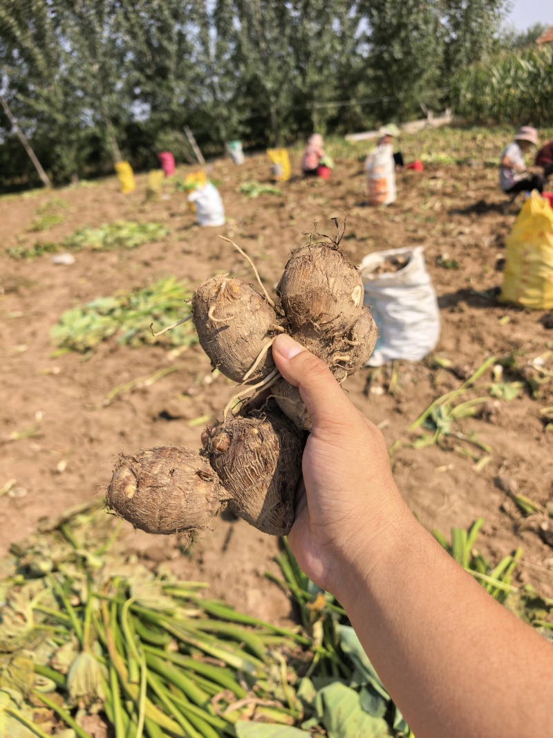 毛芋头产地，牛奶芋头直发全国接【电商、团购、市场、出口】
