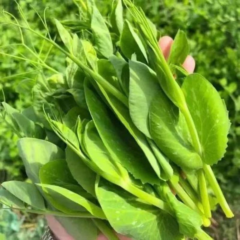 龙盛无须豌豆苗种子甜嫩无纤维长势快耐寒秋冬豌豆苗种子