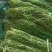 二级贡菜干
