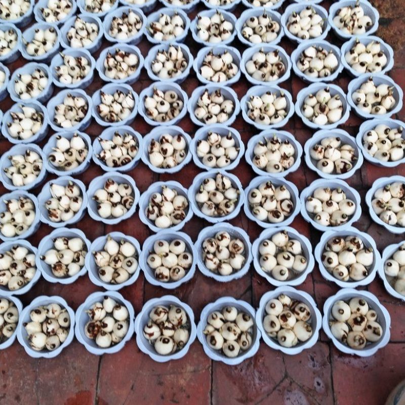 5号盆漳州水仙花