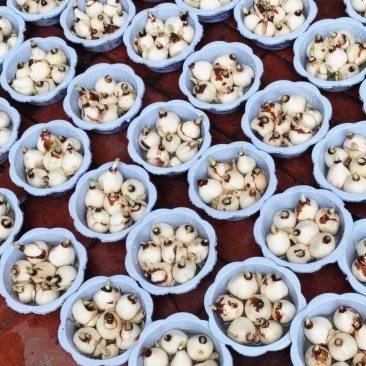 5号盆漳州水仙花盆栽绿植客厅1000盆起，不要叽歪爽快的