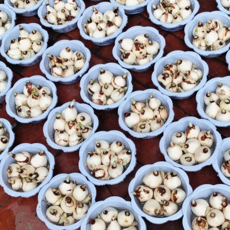 5号盆漳州水仙花盆栽绿植客厅1000盆起，不要叽歪爽快的