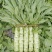 【实力推荐】优质莴苣大量上市，价格低，货源充足，质量保证