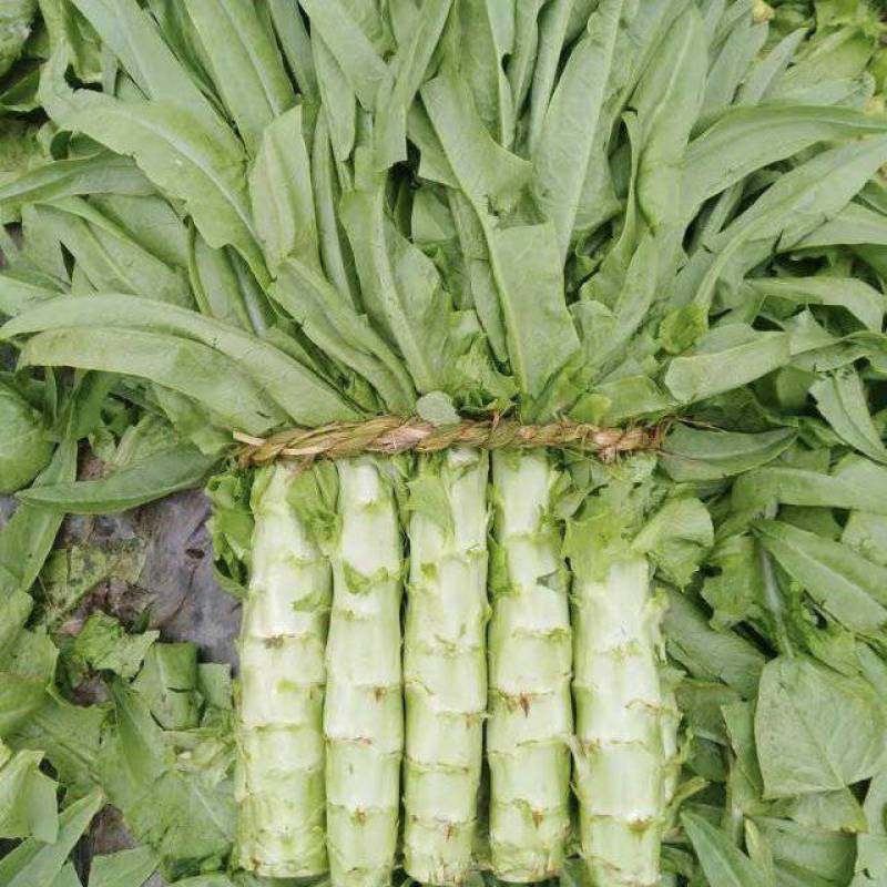 【实力推荐】优质莴苣大量上市，价格低，货源充足，质量保证
