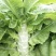 【实力推荐】优质莴苣大量上市，价格低，货源充足，质量保证