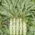 【实力推荐】优质莴苣大量上市，价格低，货源充足，质量保证
