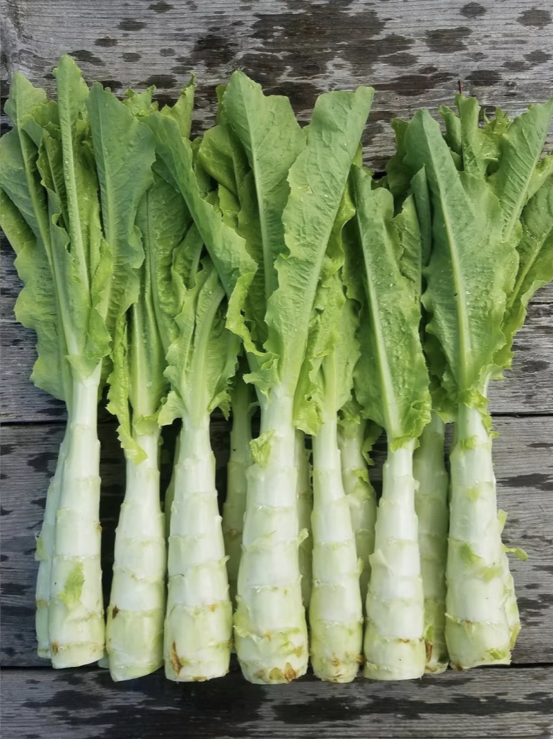 【实力推荐】优质莴苣大量上市，价格低，货源充足，质量保证