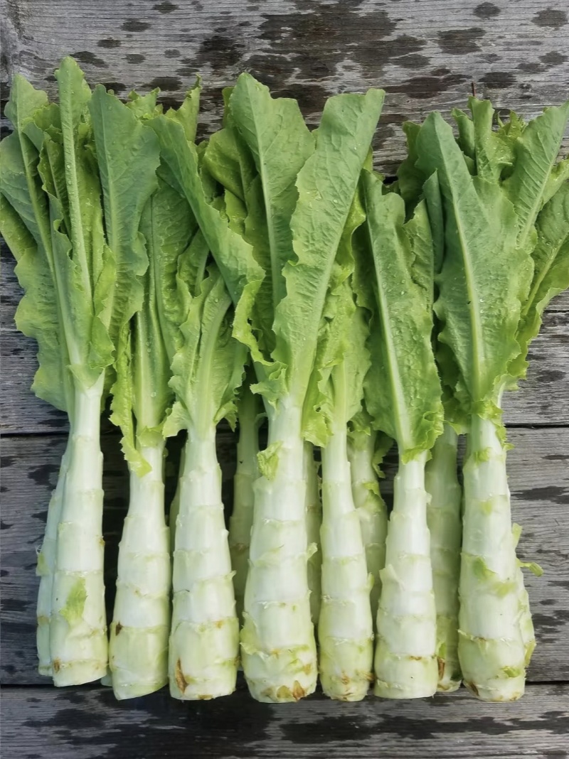 【实力推荐】优质莴苣大量上市，价格低，货源充足，质量保证