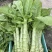 【实力推荐】优质莴苣大量上市，价格低，货源充足，质量保证