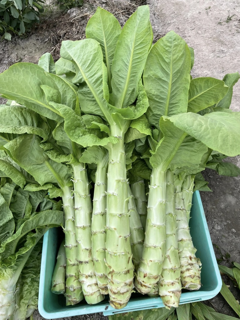 【实力推荐】优质莴苣大量上市，价格低，货源充足，质量保证