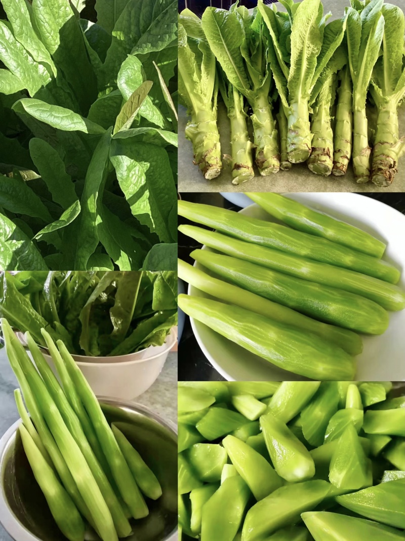 【实力推荐】优质莴苣大量上市，价格低，货源充足，质量保证