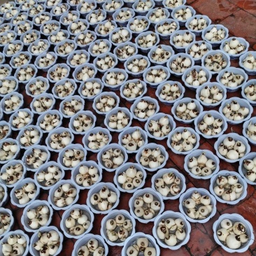 5号盆通货好卖漳州水仙花盆栽客厅漳州特产春节年宵花