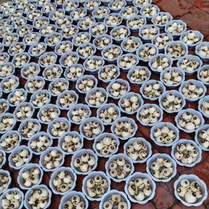 5号盆通货好卖漳州水仙花盆栽客厅漳州特产春节年宵花