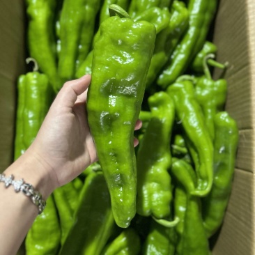 【实力推荐】精品辣椒上市，现摘现发，可视频看货