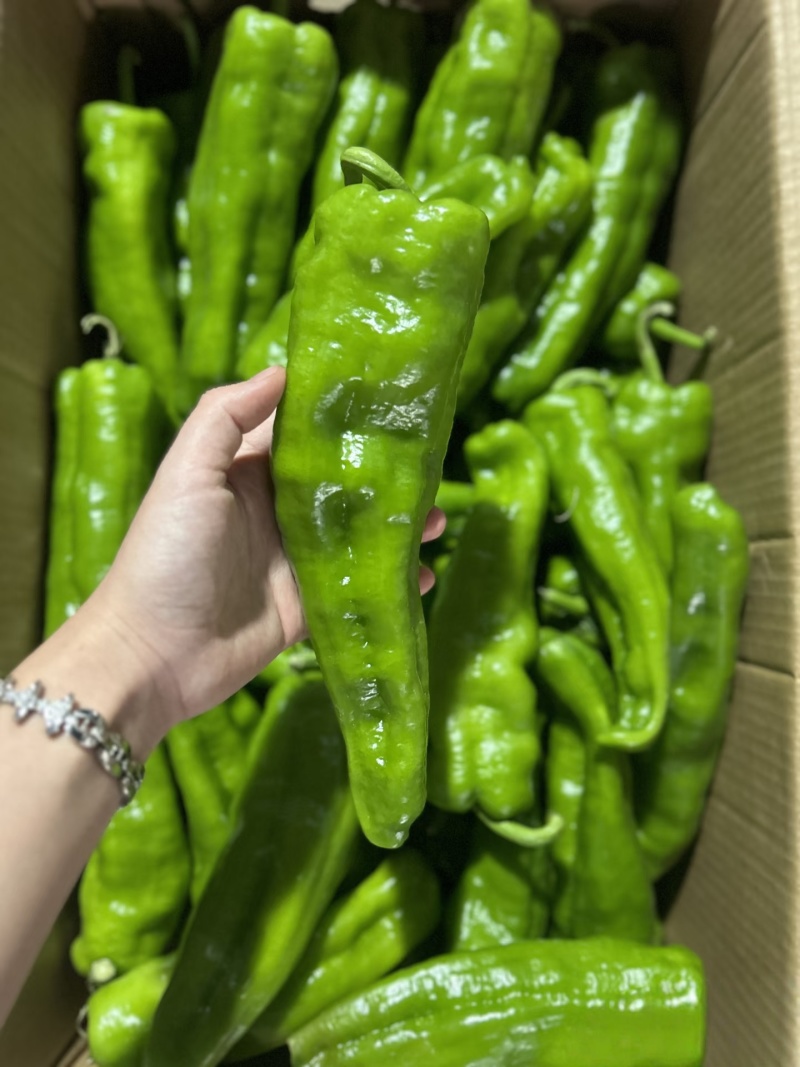 【实力推荐】精品辣椒上市，现摘现发，可视频看货