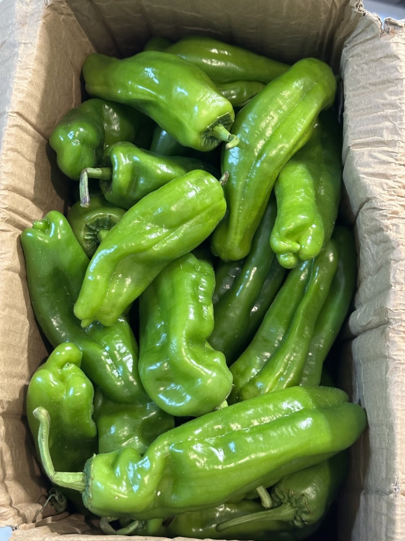 【实力推荐】精品辣椒上市，现摘现发，可视频看货