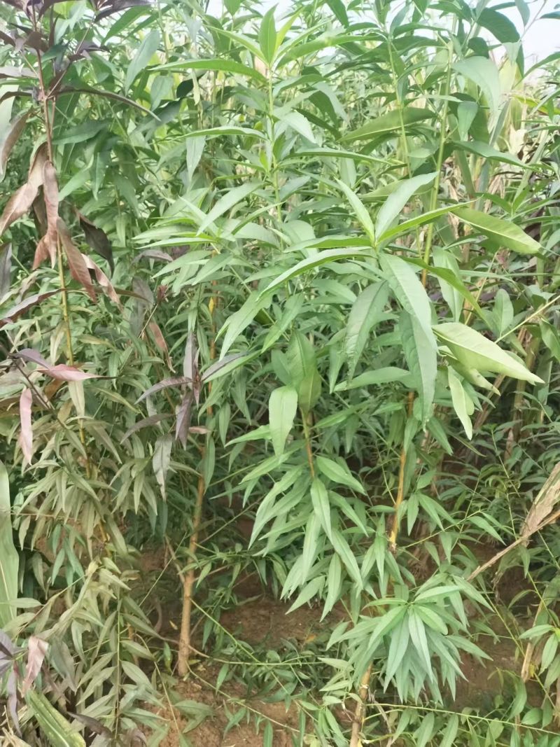 桃苗