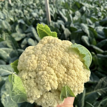 【实力推荐】精品花菜有机花菜大量上市，基地直销，支持视频